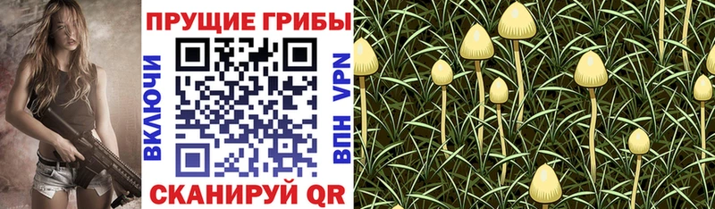 где продают   Куртамыш  блэк спрут сайт  Псилоцибиновые грибы мухоморы 